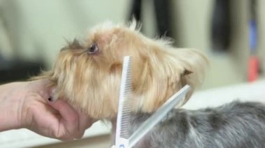 York korkunç kırparak eller.