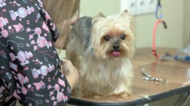 Yorkshire terrier Başlarken saç kesimi.