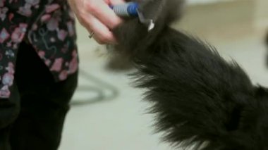 Kuyruk damat köpek, komisyon astar.