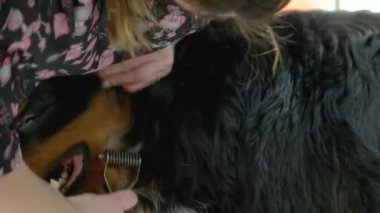 Bernese dağ köpeği bakımlı.