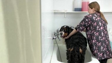 Kadın banyo bernese dağ köpeği.