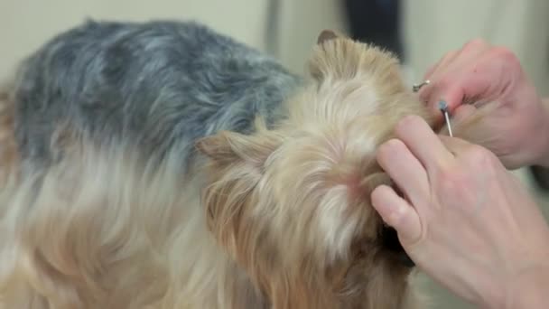 Ręce kobieta czesanie psa. — Wideo stockowe