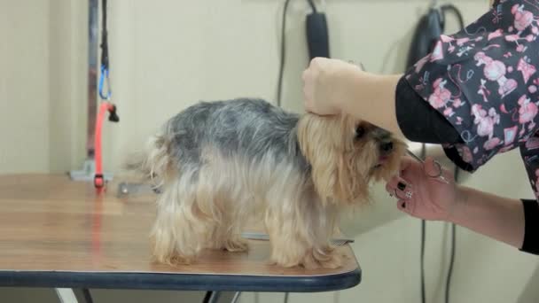 Mãos femininas aparando york terrier . — Vídeo de Stock