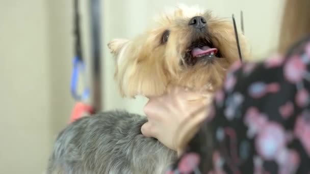 Schattig york terrier krijgen kapsel. — Stockvideo