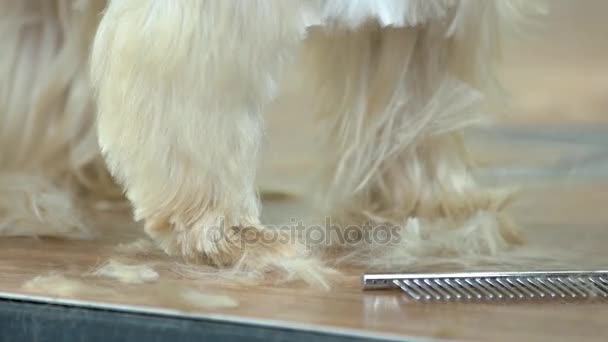 Close up de preparação de cães . — Vídeo de Stock