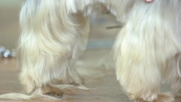 Köpek kürk kesme makası inceltme. — Stok video