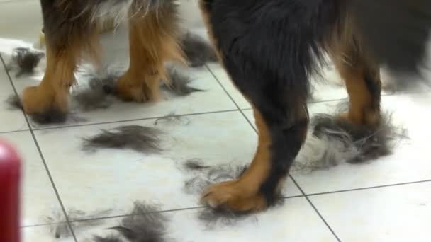 Bernese dağ köpeği pençeleri. — Stok video