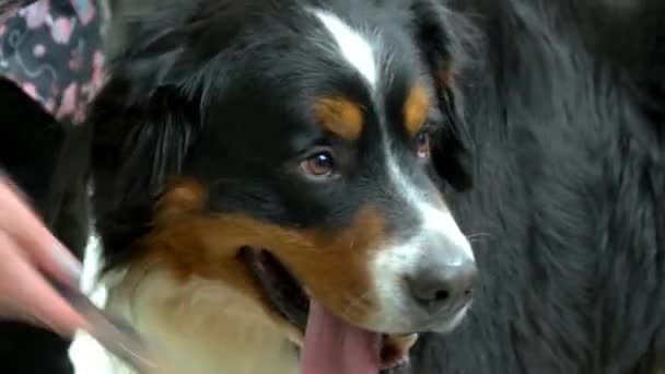 Cute bernese mountain dog, grooming. — Stock Video