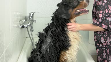 Büyük köpek banyo.