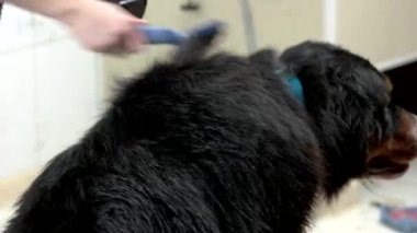 Bernese dağ köpeği, damat.