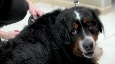 Bernese dağ köpeği fırçaladı.