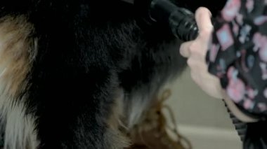 El fırçalama köpek yakın çekim.