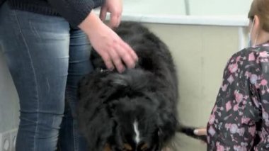 Damat ve bernese dağ köpeği.