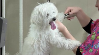 Beyaz Malta pençe süs.