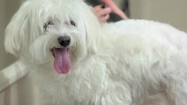 Komik köpek saç kesimi Başlarken.