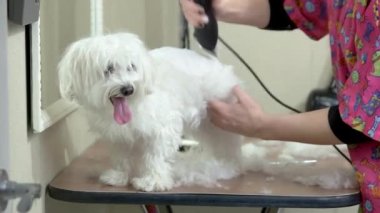 Saç kesimi, salon bakım almak köpek.