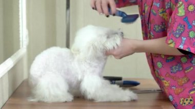 Köpek damat slicker fırça kullanarak.