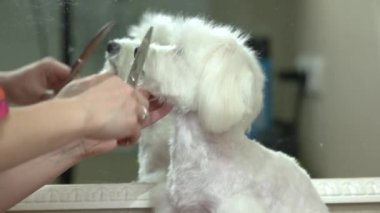 Makas, köpek damat ile el.