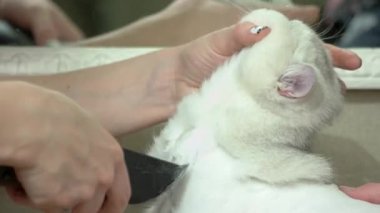 Saç kesimi, eller getting kedi.