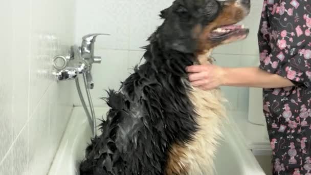 Grote hond nemen van een bad. — Stockvideo