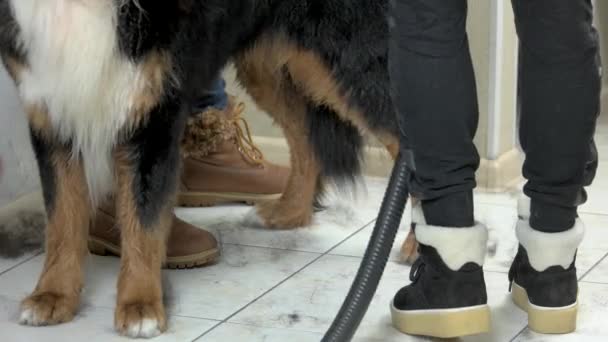 犬のブラシをかけられた、ペットのサロンをされています。. — ストック動画