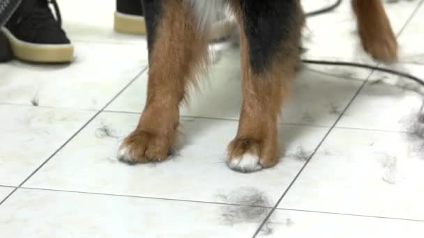 Berneński pies pasterski łapy. — Wideo stockowe