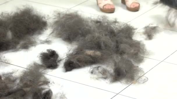 Rambut anjing di lantai . — Stok Video