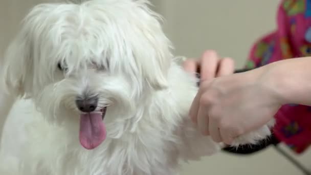 White Maltese Getting Haircut Macro Stock Video C Denisfilm