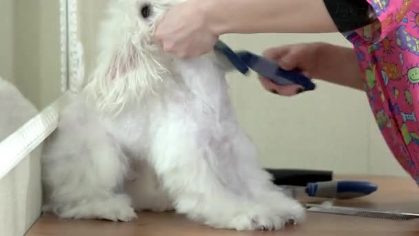 Dog groomer brushing white maltese. — Stock Video