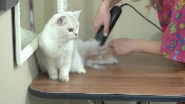 Gato bonito recebendo corte de cabelo . — Vídeo de Stock