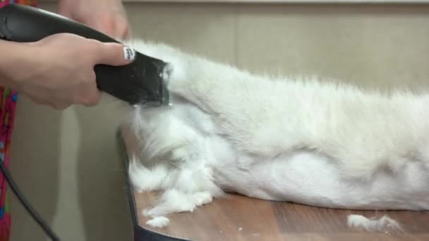 Gato consiguiendo corte de pelo . — Vídeos de Stock