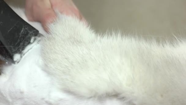 Gato recebendo corte de cabelo de perto . — Vídeo de Stock