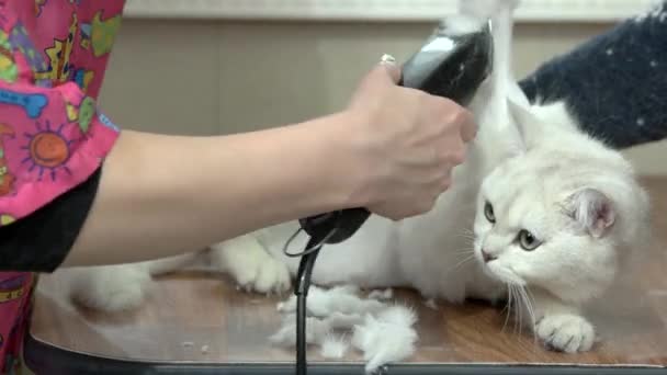 British shorthair grooming. — Stock Video