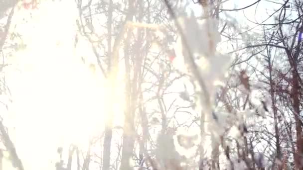 Śnieg spadają z gałęzi drzew. — Wideo stockowe