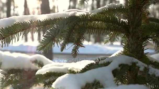Spruce branches macro, winter. — Stock Video