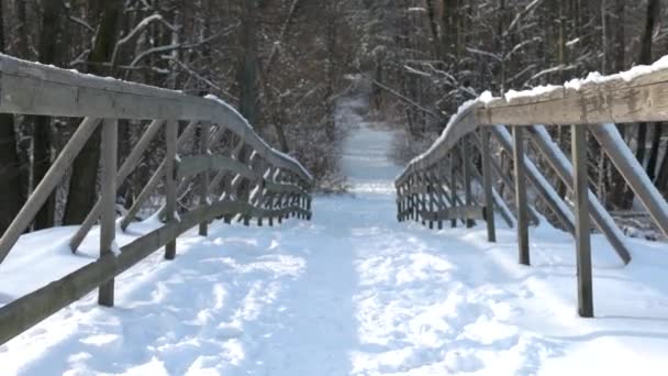 Vägen genom parken, vinter. — Stockvideo