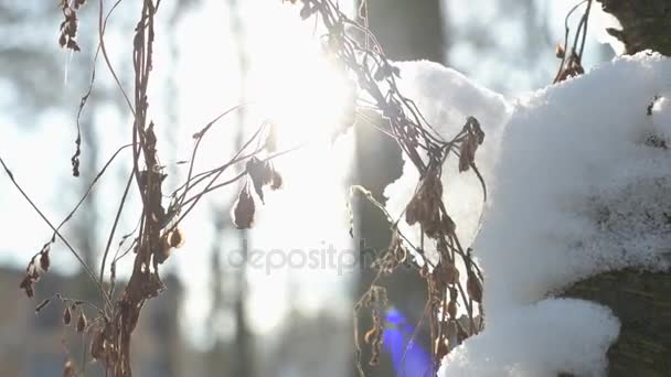 Trockene Pflanze zittert, Winter. — Stockvideo