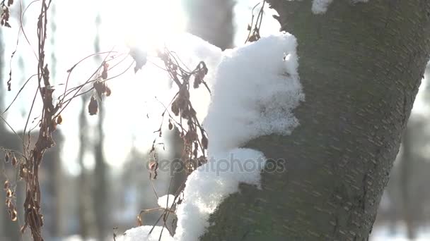 Corteccia d'albero e neve macro . — Video Stock