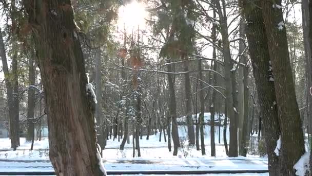 Besneeuwde dennenbos. — Stockvideo