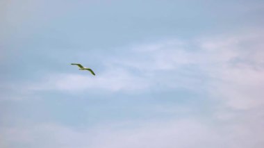 gökyüzü arka plan üzerinde martı.