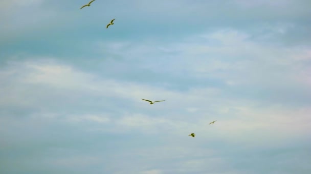 Gaviotas en el cielo. — Vídeo de stock