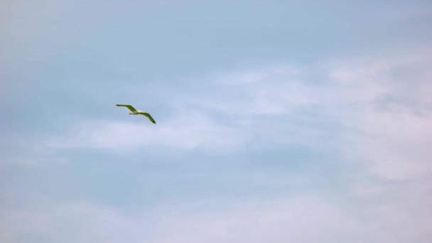 Gaviota en el fondo del cielo . — Vídeos de Stock