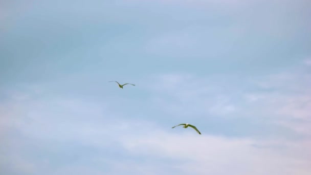 Voo de gaivotas em câmara lenta . — Vídeo de Stock