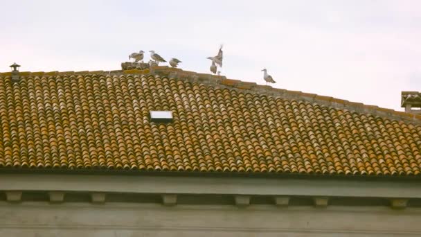 Gaviotas en el techo . — Vídeo de stock