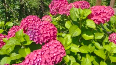 parlak pembe ortancaları.