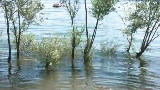 Δέντρα στη λίμνη. — Αρχείο Βίντεο