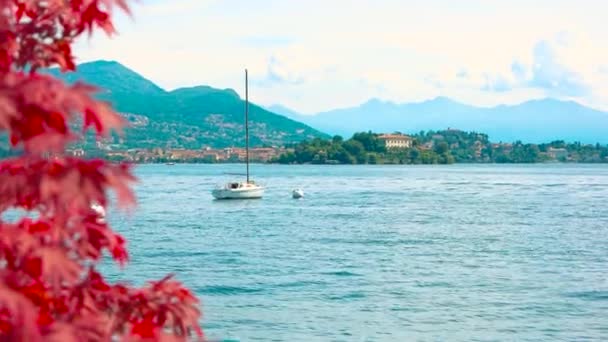 Foglie d'acero rosso, paesaggio panoramico . — Video Stock