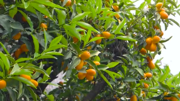 Mandarines sur les branches d'arbres. — Video