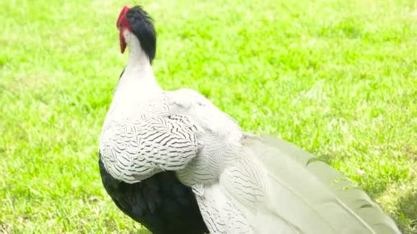 Faisán de plata macho al aire libre . — Vídeo de stock