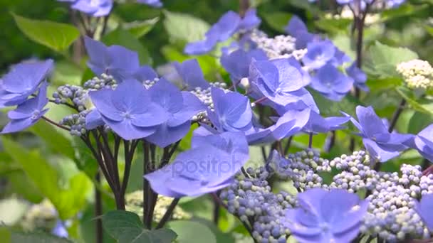 Fleurs pourpres clair fermer .